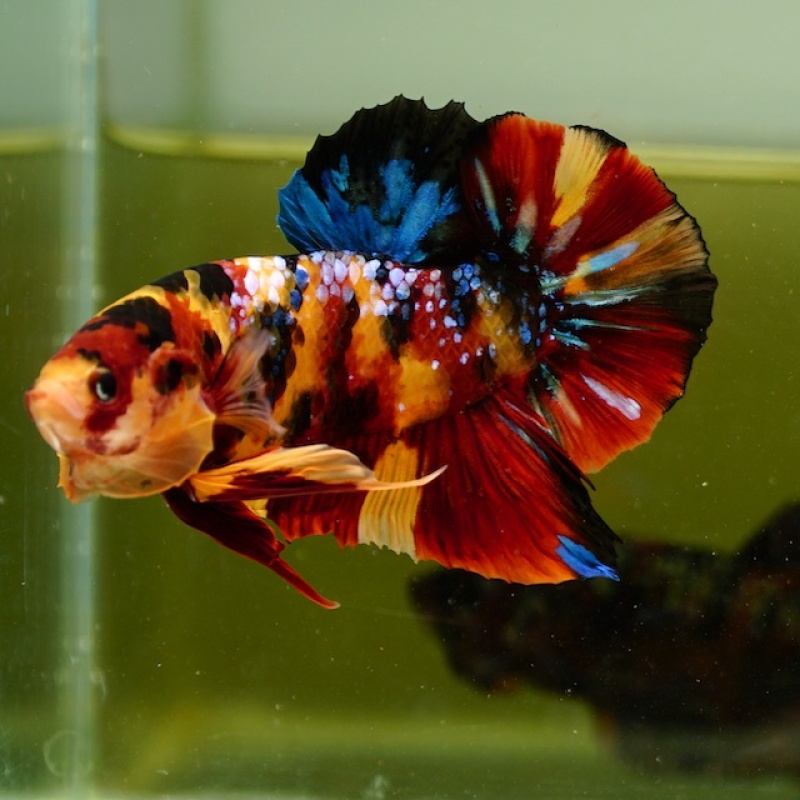 Male Giant Galaxy Orange Fancy Nemo HMPK (7.5 cm) Premium Thailand