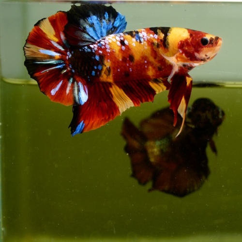 Male Giant Galaxy Orange Fancy Nemo HMPK (7.5 cm) Premium Thailand