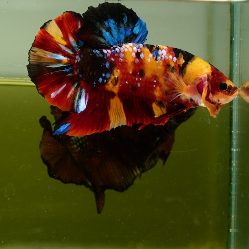 Male Giant Galaxy Orange Fancy Nemo HMPK (7.5 cm) Premium Thailand