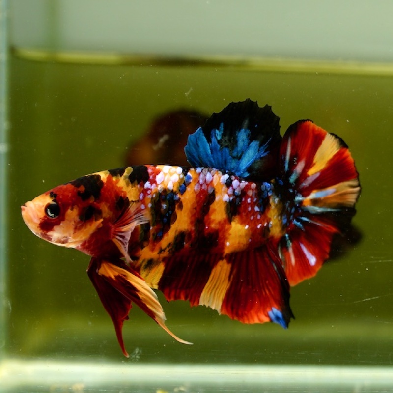 Male Giant Galaxy Orange Fancy Nemo HMPK (7.5 cm) Premium Thailand