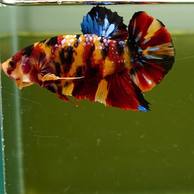 Male Giant Galaxy Orange Fancy Nemo HMPK (7.5 cm) Premium Thailand
