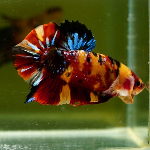 Male Giant Galaxy Orange Fancy Nemo HMPK (7.5 cm) Premium Thailand