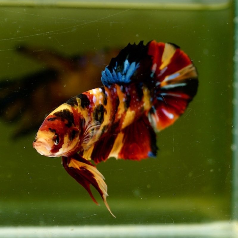 Male Giant Galaxy Orange Fancy Nemo HMPK (7.5 cm) Premium Thailand