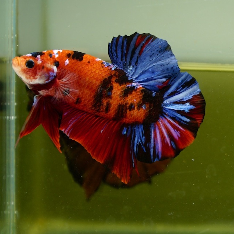Male Giant Galaxy Red Blue Nemo HMPK (7 cm) Premium Thailand