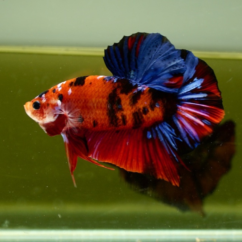 Male Giant Galaxy Red Blue Nemo HMPK (7 cm) Premium Thailand