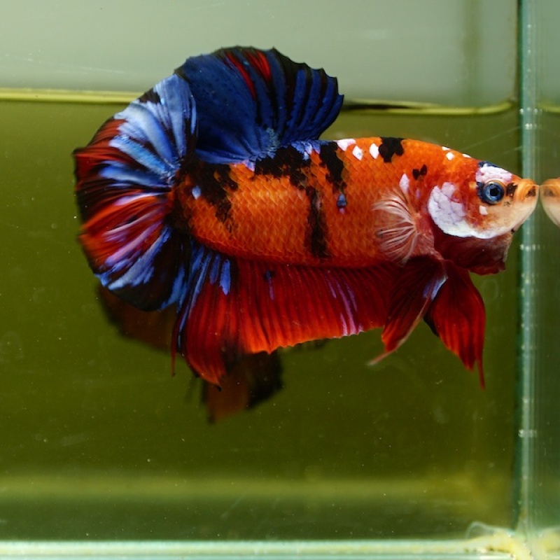 Male Giant Galaxy Red Blue Nemo HMPK (7 cm) Premium Thailand