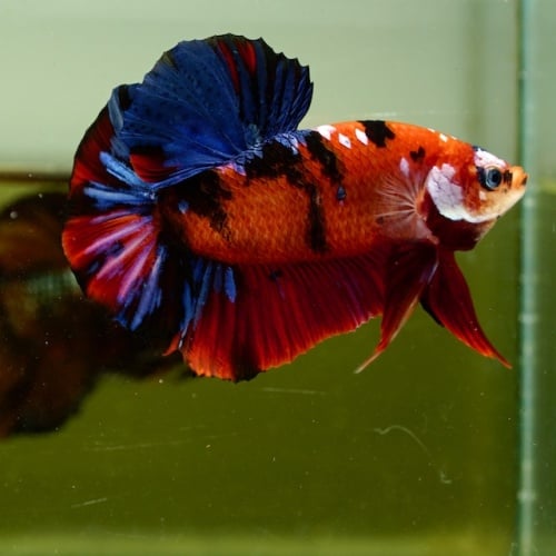 Male Giant Galaxy Red Blue Nemo HMPK (7 cm) Premium Thailand