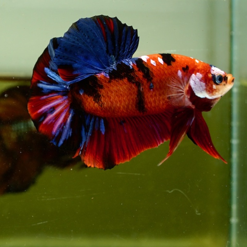 Male Giant Galaxy Red Blue Nemo HMPK (7 cm) Premium Thailand