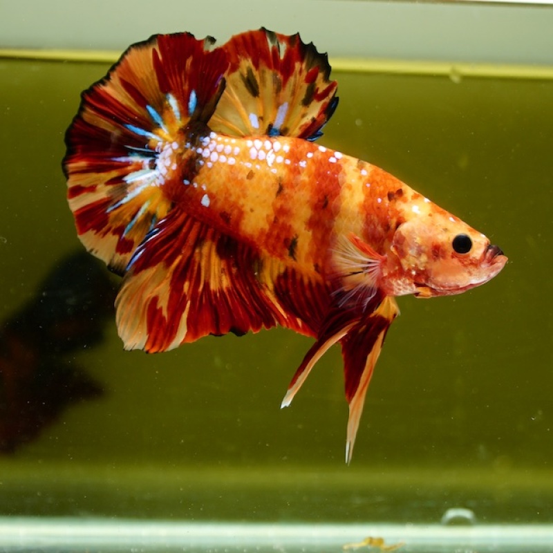 Male Giant Galaxy Orange Nemo HMPK (7.5 cm) Premium Thailand