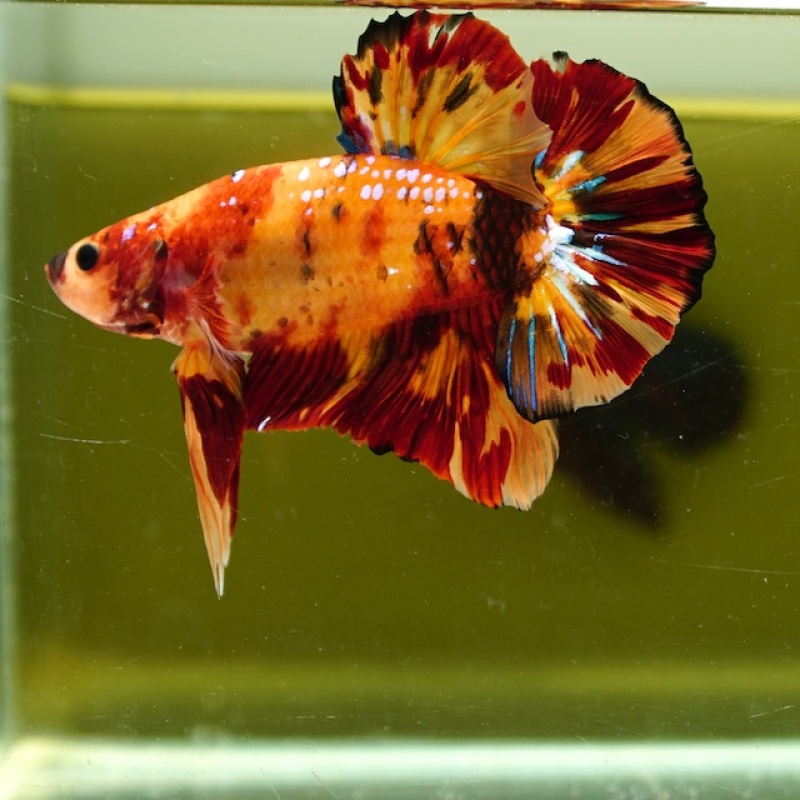 Male Giant Galaxy Orange Nemo HMPK (7.5 cm) Premium Thailand