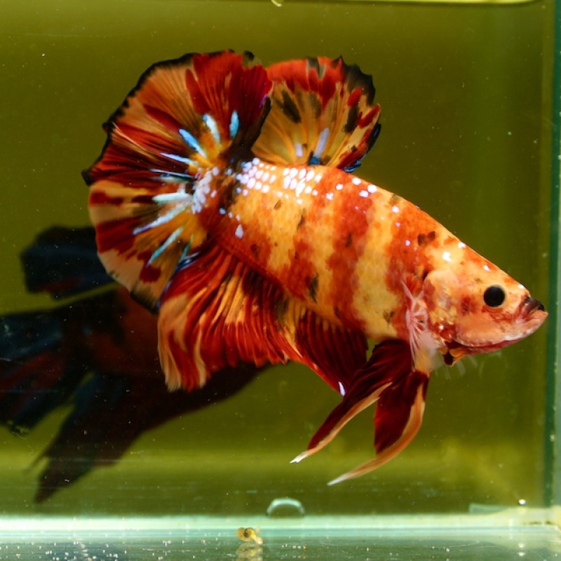 Male Giant Galaxy Orange Nemo HMPK (7.5 cm) Premium Thailand