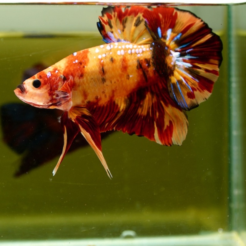 Male Giant Galaxy Orange Nemo HMPK (7.5 cm) Premium Thailand