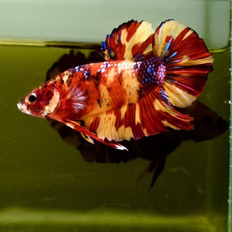 Male Giant Orange Yellow Fancy Nemo HMPK (7 cm) Premium Thailand