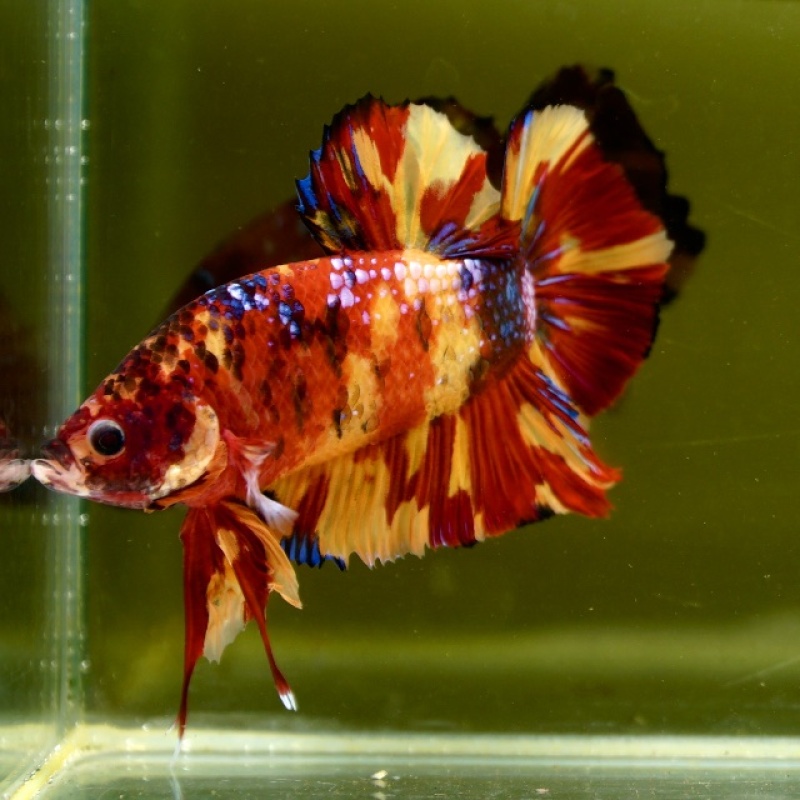 Male Giant Orange Yellow Fancy Nemo HMPK (7 cm) Premium Thailand