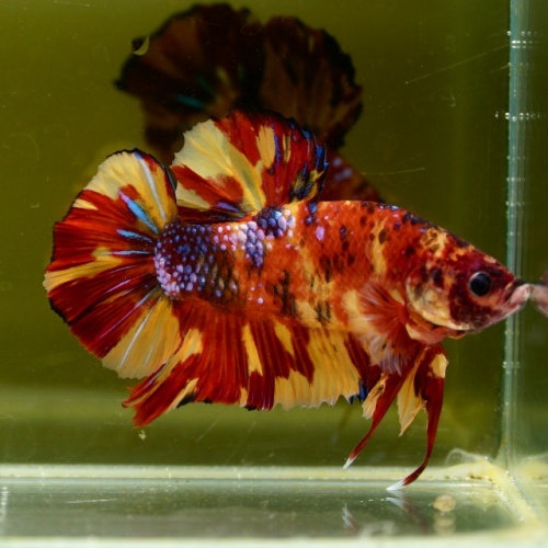Male Giant Orange Yellow Fancy Nemo HMPK (7 cm) Premium Thailand