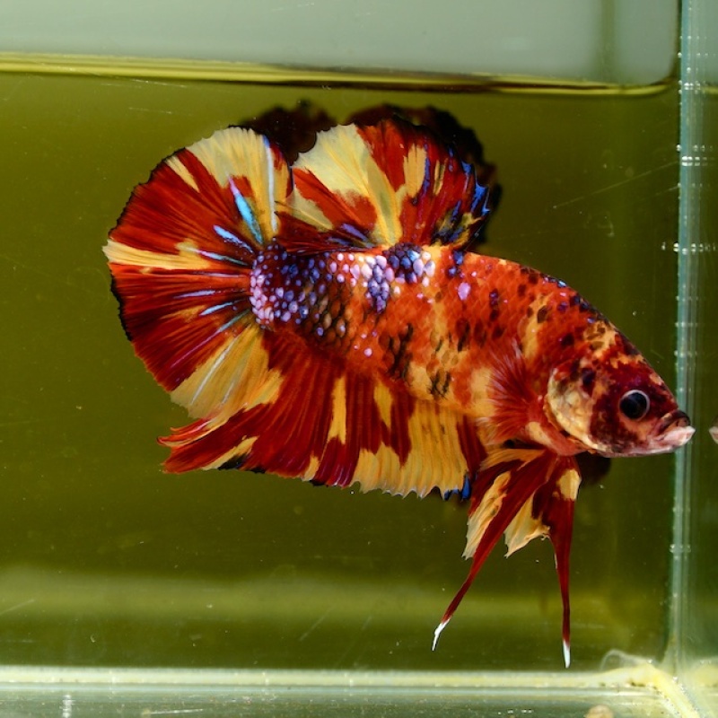 Male Giant Orange Yellow Fancy Nemo HMPK (7 cm) Premium Thailand