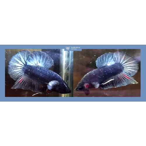 HMPK BLUE STEEL!! #1 (Shipping Cost Included in Price)