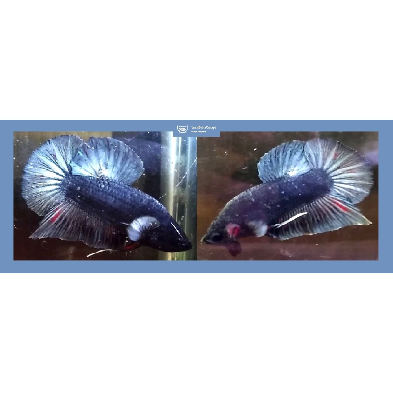 HMPK BLUE STEEL!! #1 (Shipping Cost Included in Price)