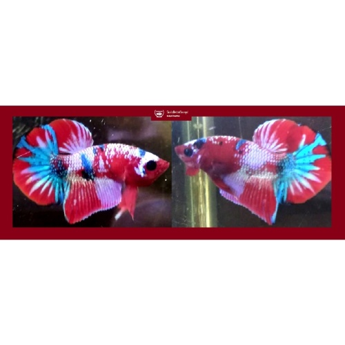 HMPK RED FANCY!! #1 (Shipping Cost Included in Price)