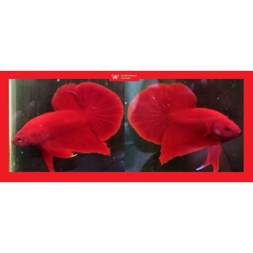 HMPK SUPER RED!! #1 (Shipping Cost Included in Price)