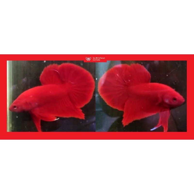 HMPK SUPER RED!! #1 (Shipping Cost Included in Price)