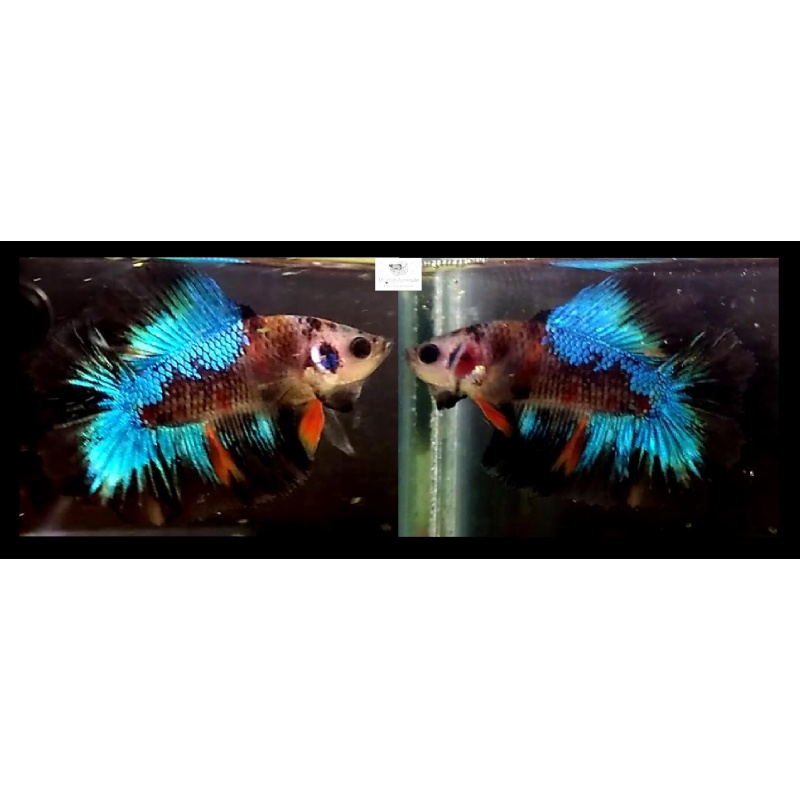 Halfmoon Doubletail Avatar Series (HMDTAS1)