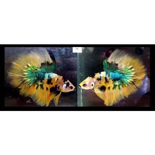 Halfmoon Doubletail Yellow Fancy Galaxy (HMDTYFG1)