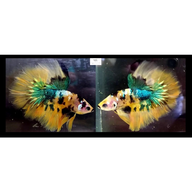 Halfmoon Doubletail Yellow Fancy Galaxy (HMDTYFG1)