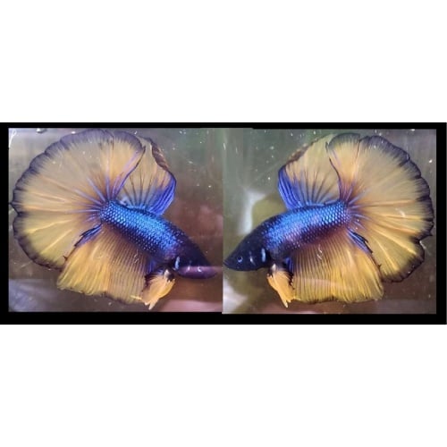 HALFMOON FANCY MUSTARDGAS!! #1 (Shipping Cost Included in Price)