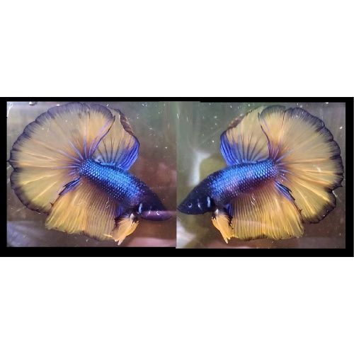 HALFMOON FANCY BLUE MUSTARDGAS!! #1 (Shipping Cost Included on Price)