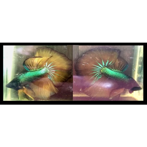 HALFMOON FANCY GREEN MUSTARDGAS!! #1 (Shipping Cost Included on Price)