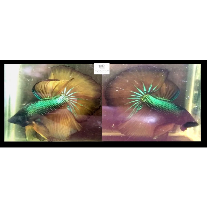 Halfmoon Fancy Green Mustardgas (HMFGM2)