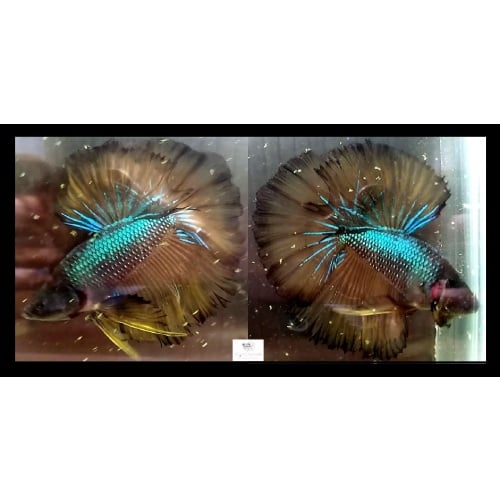 Halfmoon Fancy Green Mustardgas (HMFGM2)