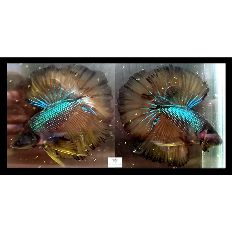 Halfmoon Fancy Green Mustardgas (HMFGM2)