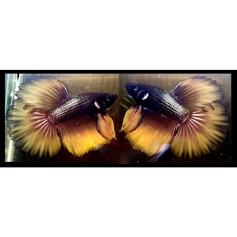 HALFMOON FANCY MUSTARDGAS!! #1 (Shipping Cost Included on Price)