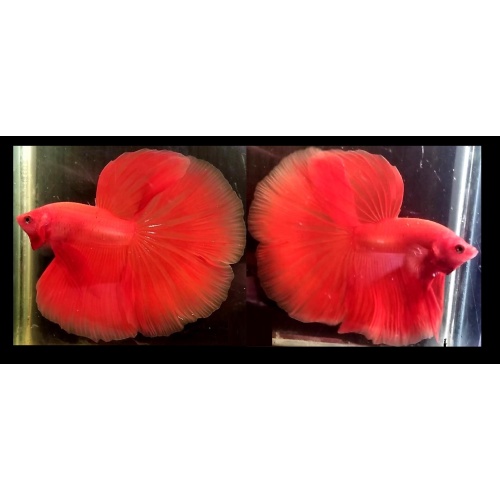 HALFMOON SUPER RED ORANGE!! #1 (Shipping Cost Included on Price)