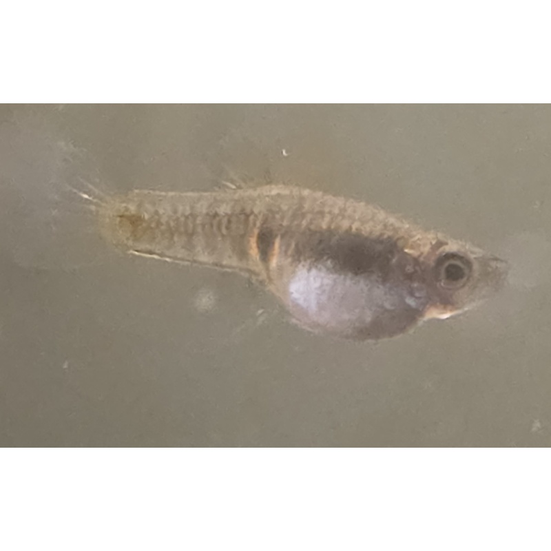 Heterandria elegans, 8 juvs