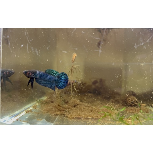 Betta Hendra Pair