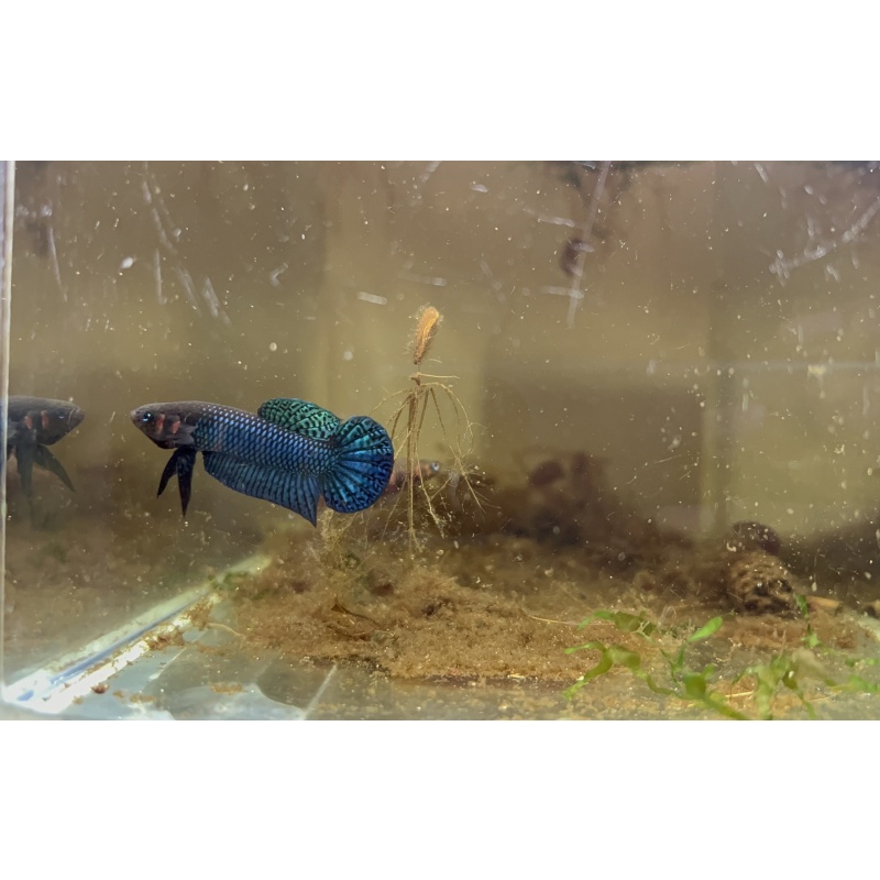 Betta Hendra Pair