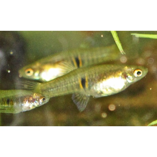Heterandria elegans, 8 juvs