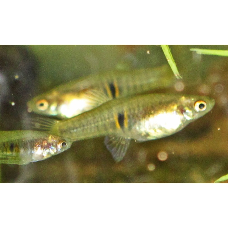 Heterandria elegans, 8 juvs