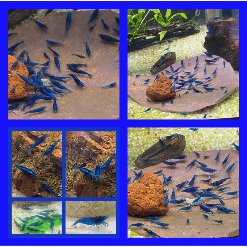 40 Blue Dream + bonus items