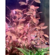 5x stems Hygrophila Thai