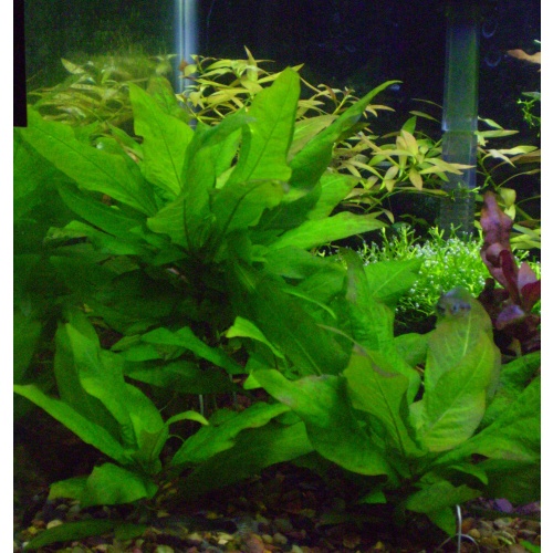 1x Hygrophila corymbosa compact