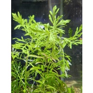 1x stem Hygrophila difformis Variegated