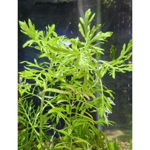 1x stem Hygrophila difformis Variegated