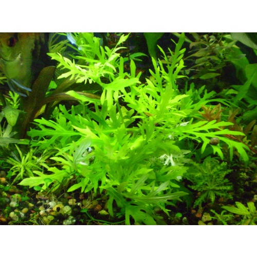 5 stems Hygrophila difformis