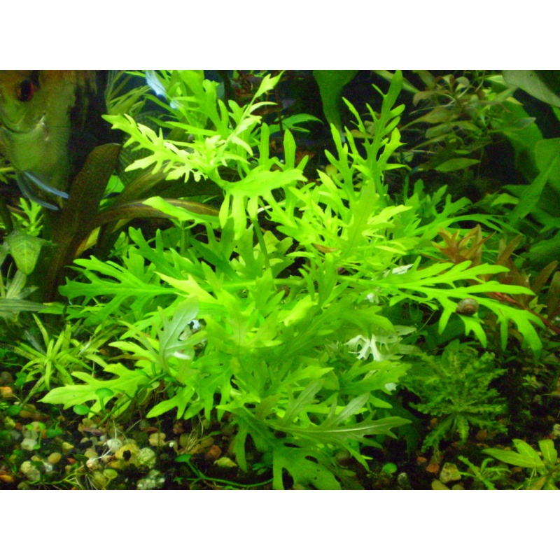 5 stems Hygrophila difformis