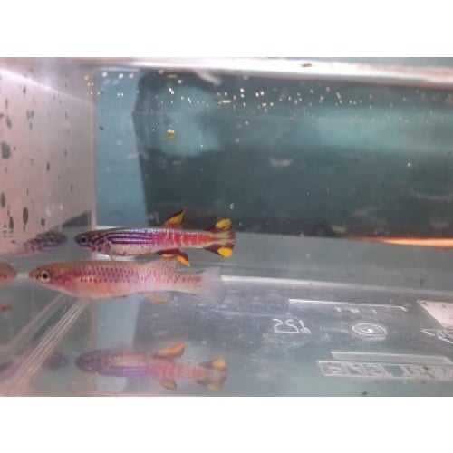 Aphyosemion pyrophore Komono Yellow RPC 82/2  30 eggs