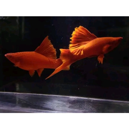 Pair. blood red firecracker swordtail